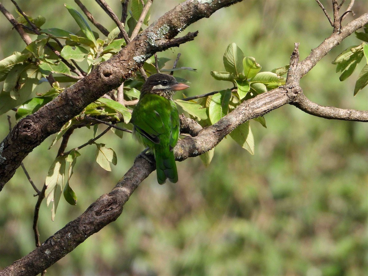 White-cheeked Barbet - ML381620861