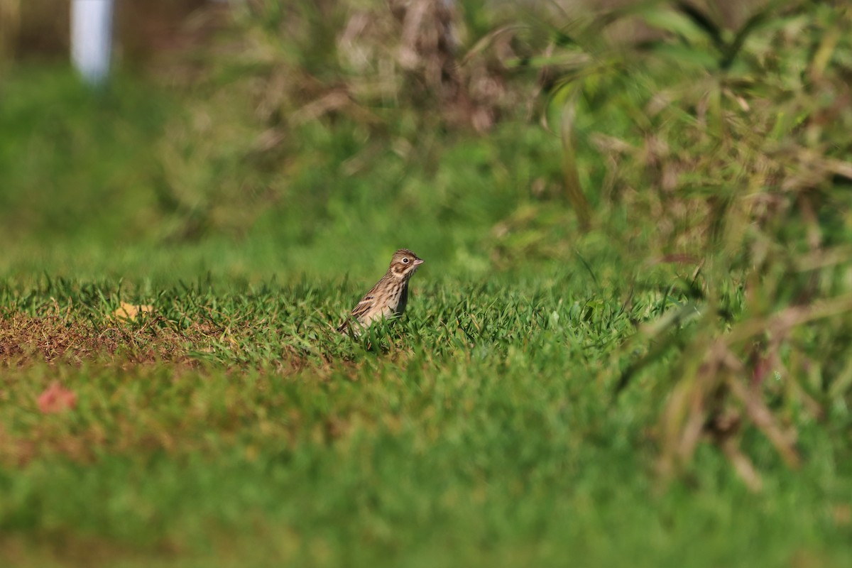 Vesper Sparrow - ML381621661