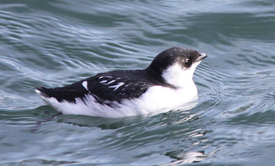 Dovekie - ML381622131