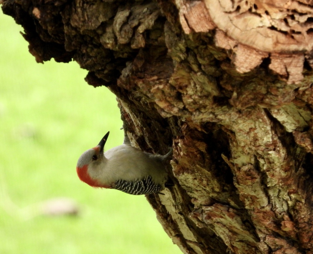 Red-bellied Woodpecker - ML381625951