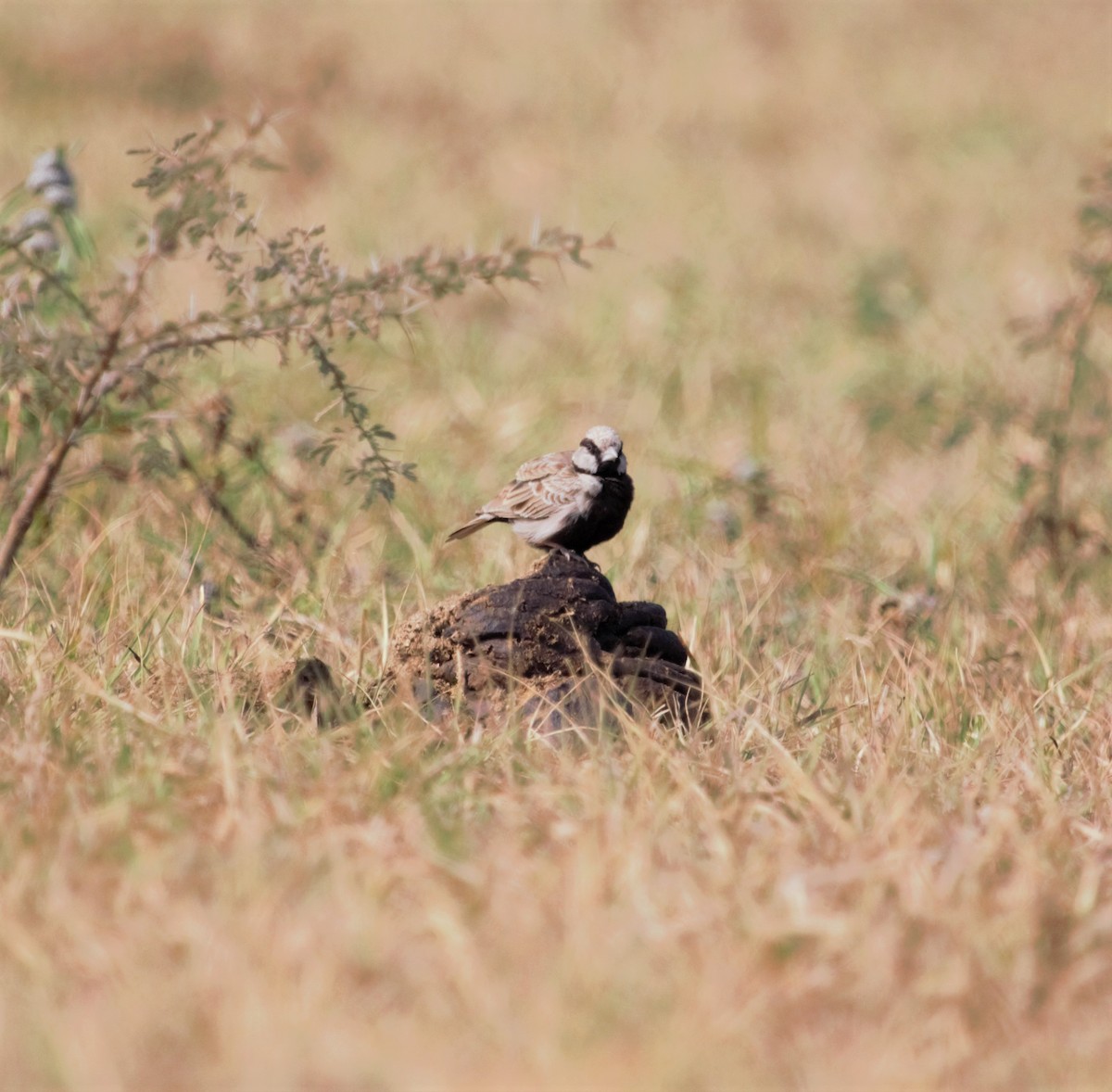 Ashy-crowned Sparrow-Lark - PARTH PARIKH