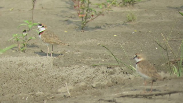Collared Plover - ML381628801