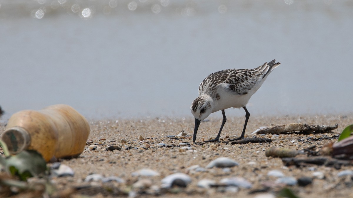 Sanderling - Ng SH