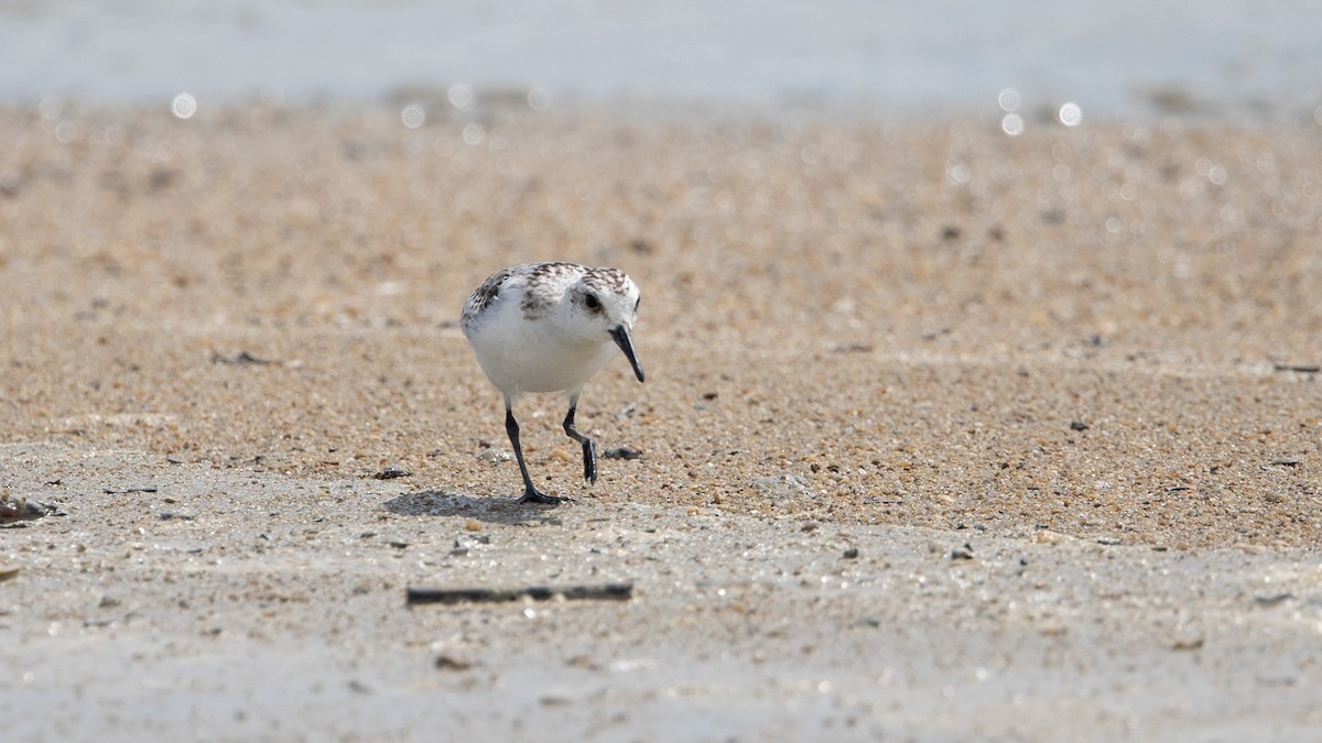 Sanderling - Ng SH