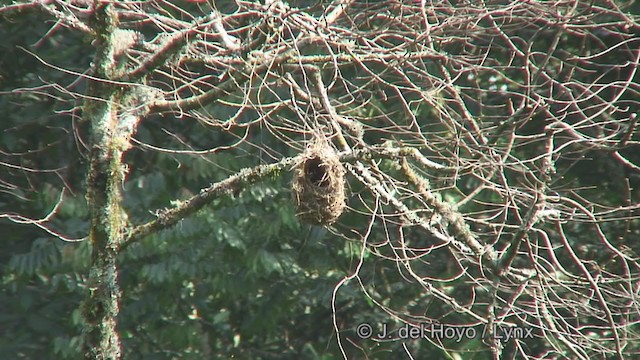 Strange Weaver - ML381632751