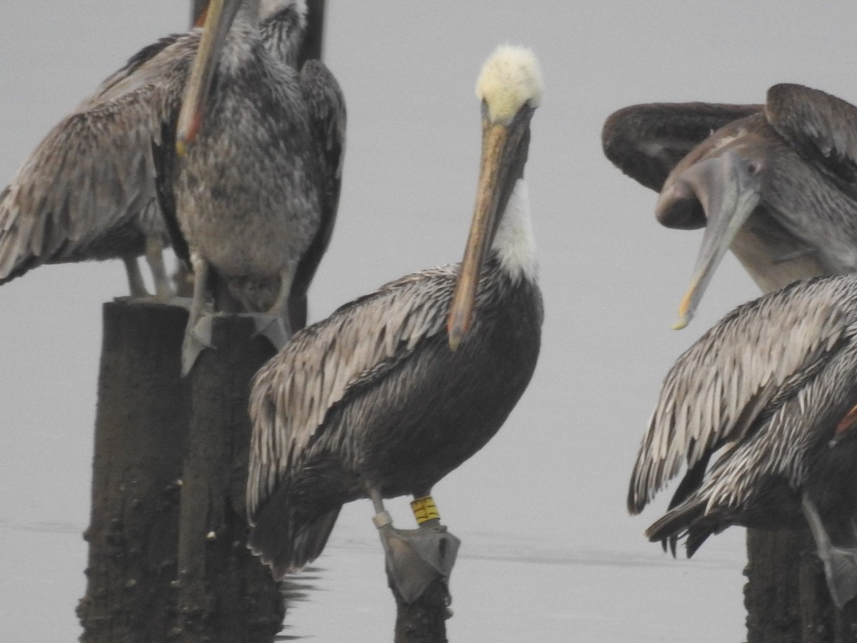 Brown Pelican - ML381633671