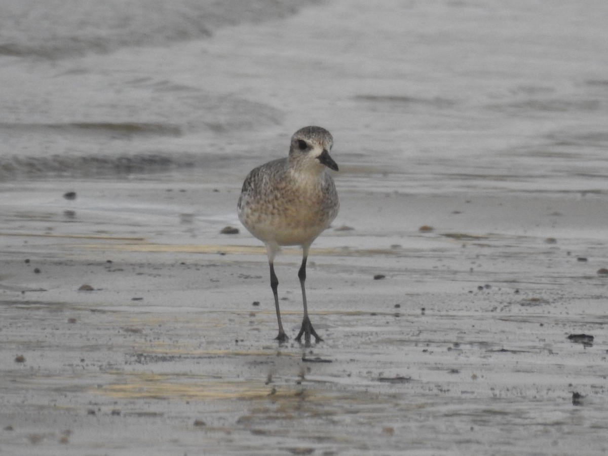 Black-bellied Plover - ML381633731