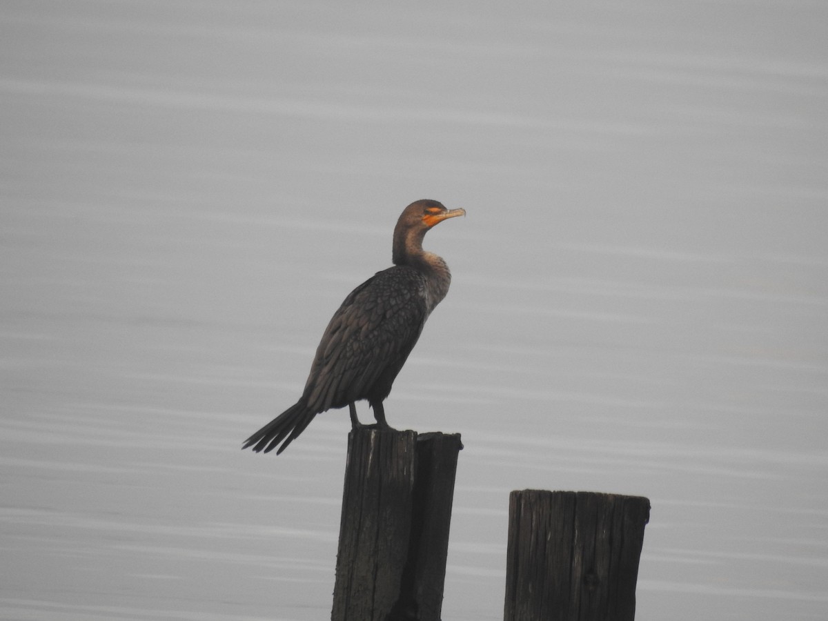 Double-crested Cormorant - ML381633951