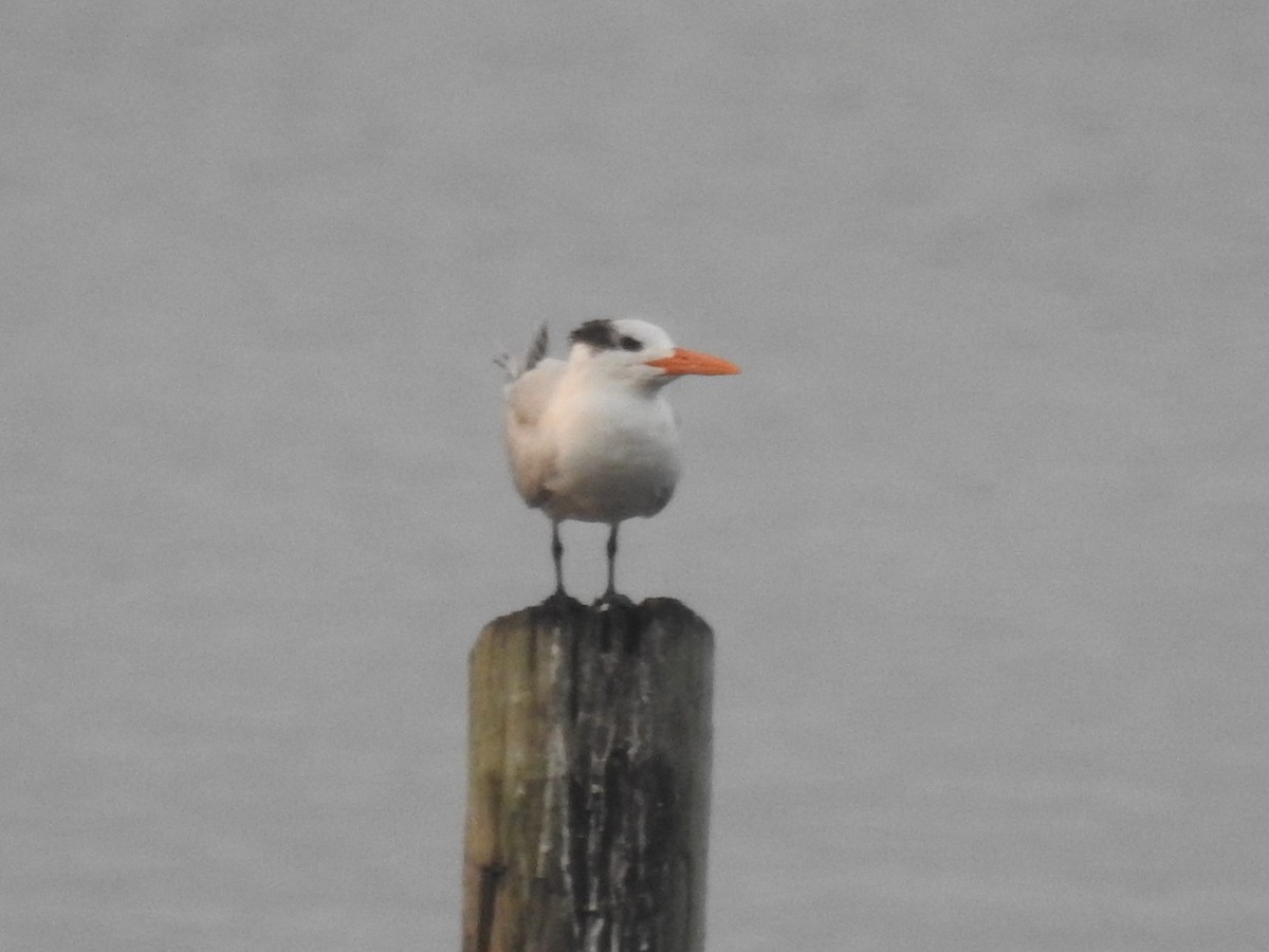 Royal Tern - ML381634251