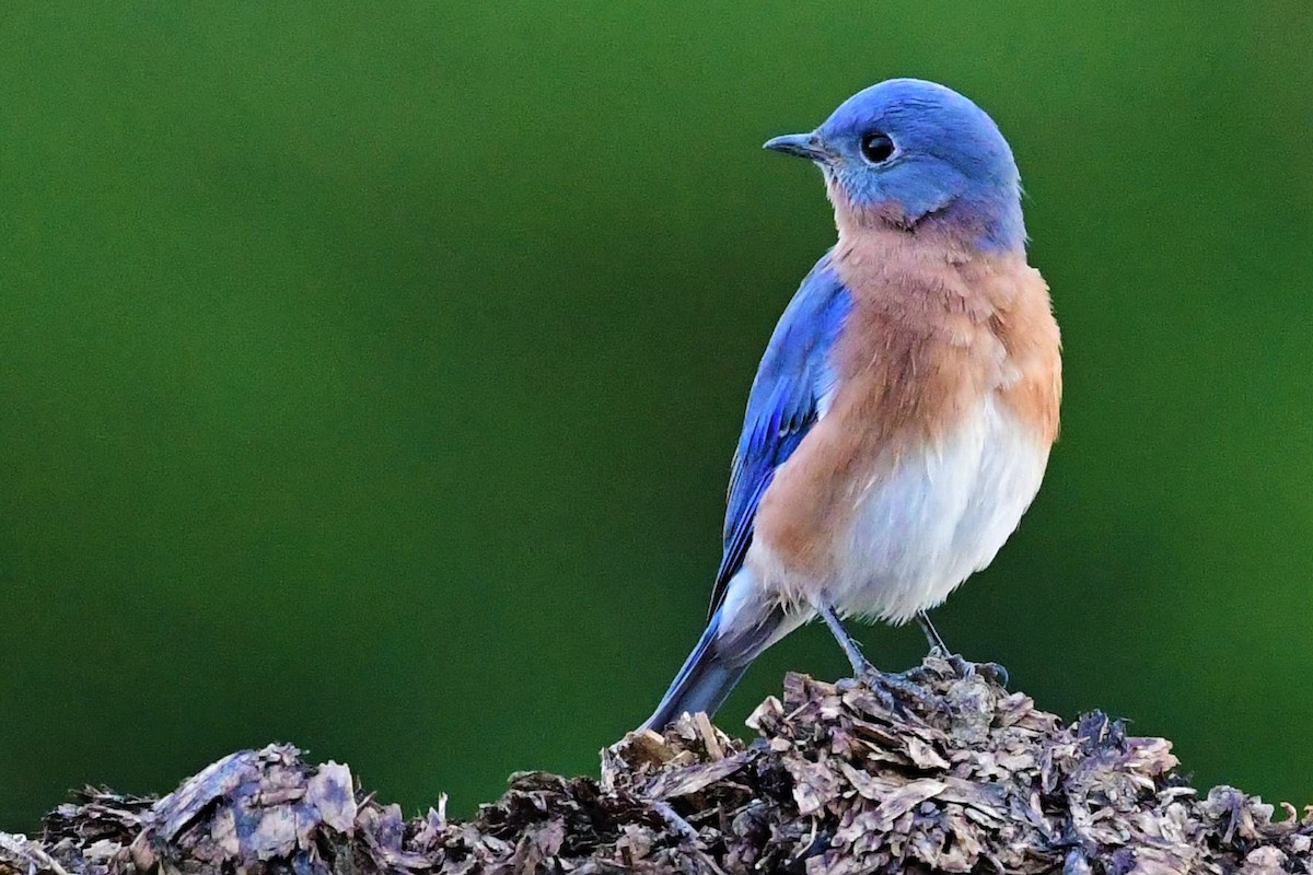 Eastern Bluebird - ML381634261