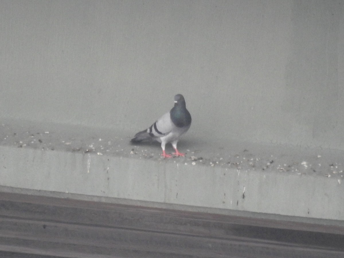 Rock Pigeon (Feral Pigeon) - ML381634341