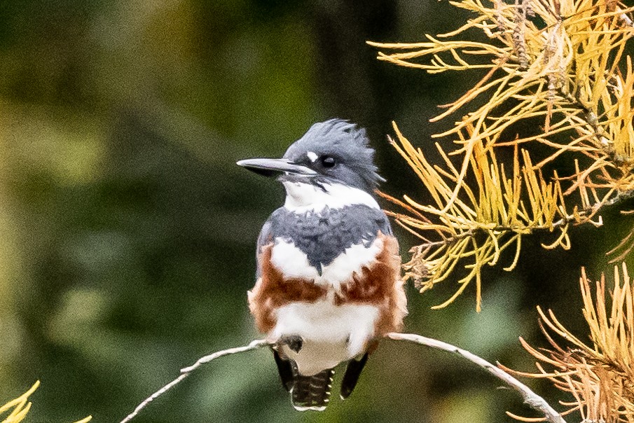 Belted Kingfisher - ML381634411