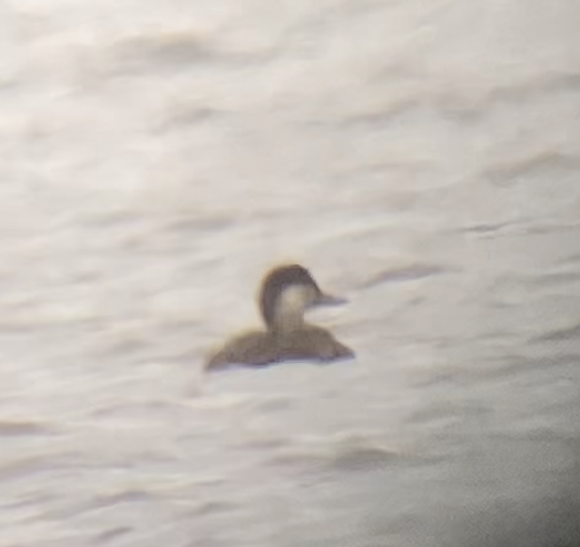 Black Scoter - ML381635881