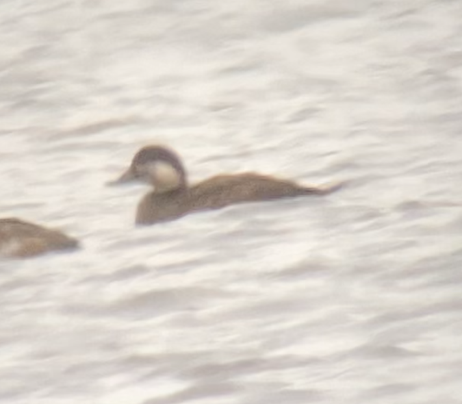 Black Scoter - ML381635891
