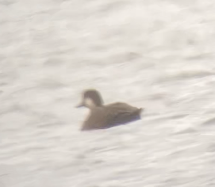 Black Scoter - ML381635901