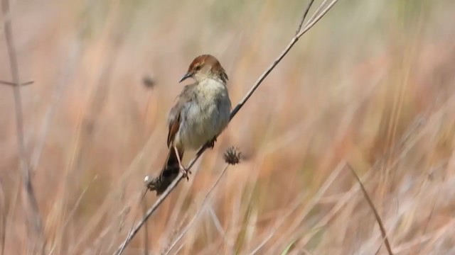 Levaillant's Cisticola - ML381637511