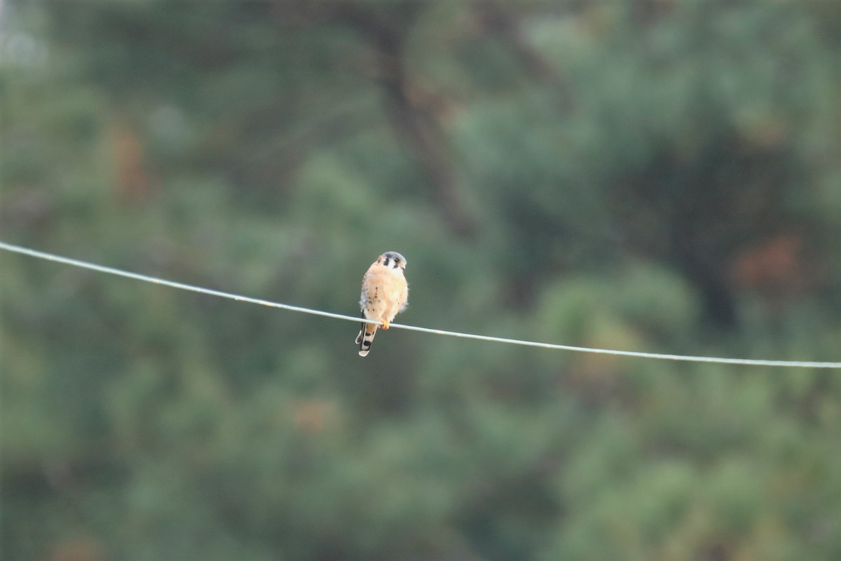 American Kestrel - ML381638041