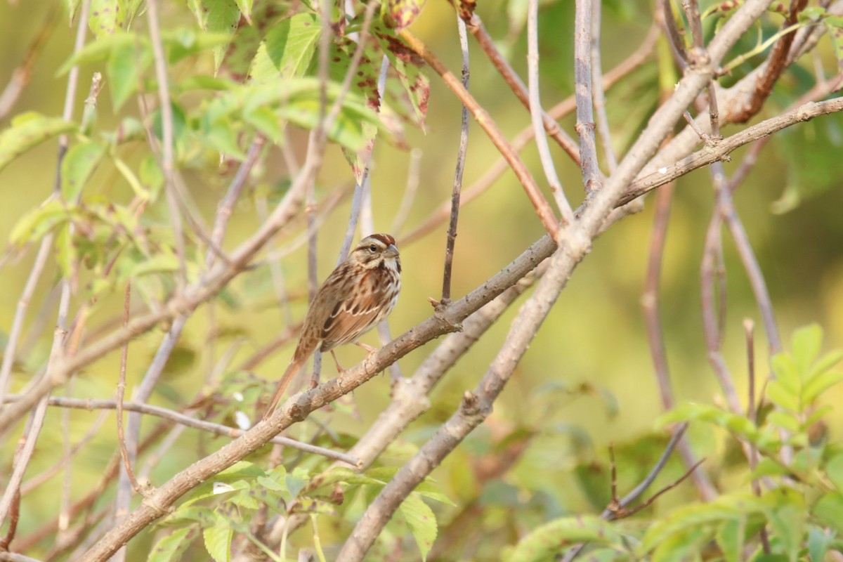 Song Sparrow - ML381638351