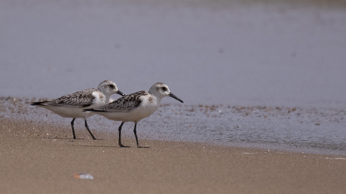 Bécasseau sanderling - ML381638441