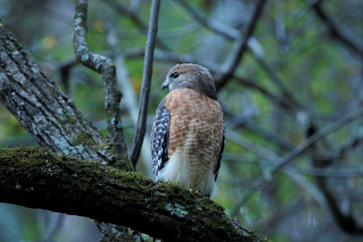 Red-shouldered Hawk - ML381638771