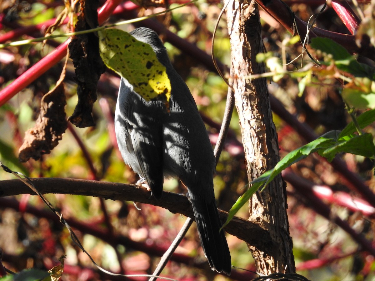 Gray Catbird - ML381639241