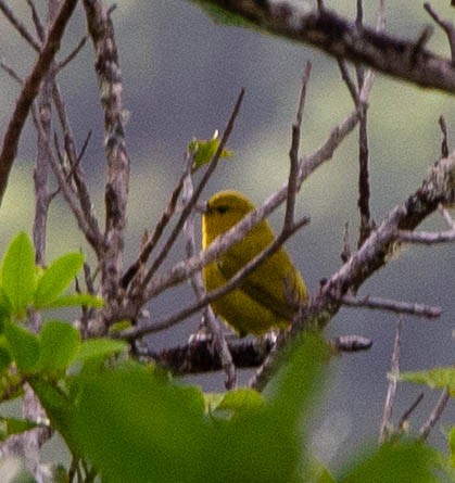 Hawaii-Amakihikleidervogel (wilsoni) - ML381641381
