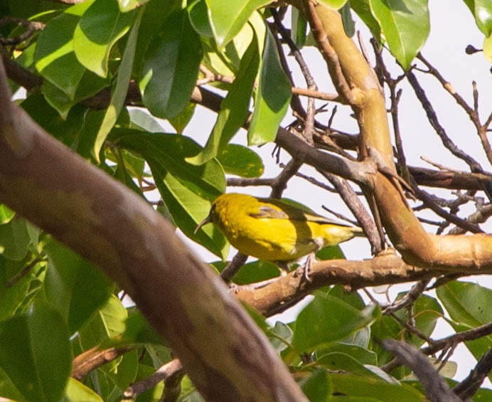 Hawaii-Amakihikleidervogel (wilsoni) - ML381641391