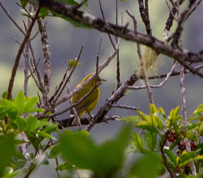 Amakihi familier (wilsoni) - ML381641401