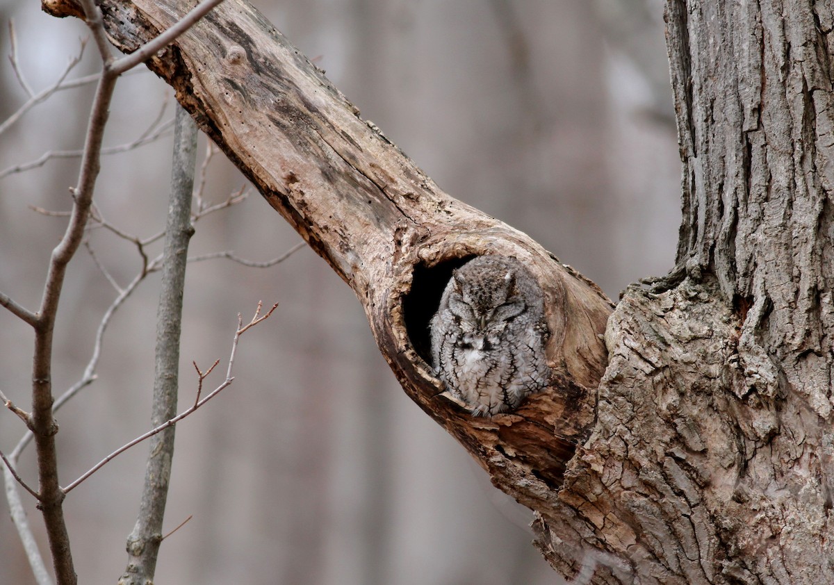 Eastern Screech-Owl - Jay McGowan