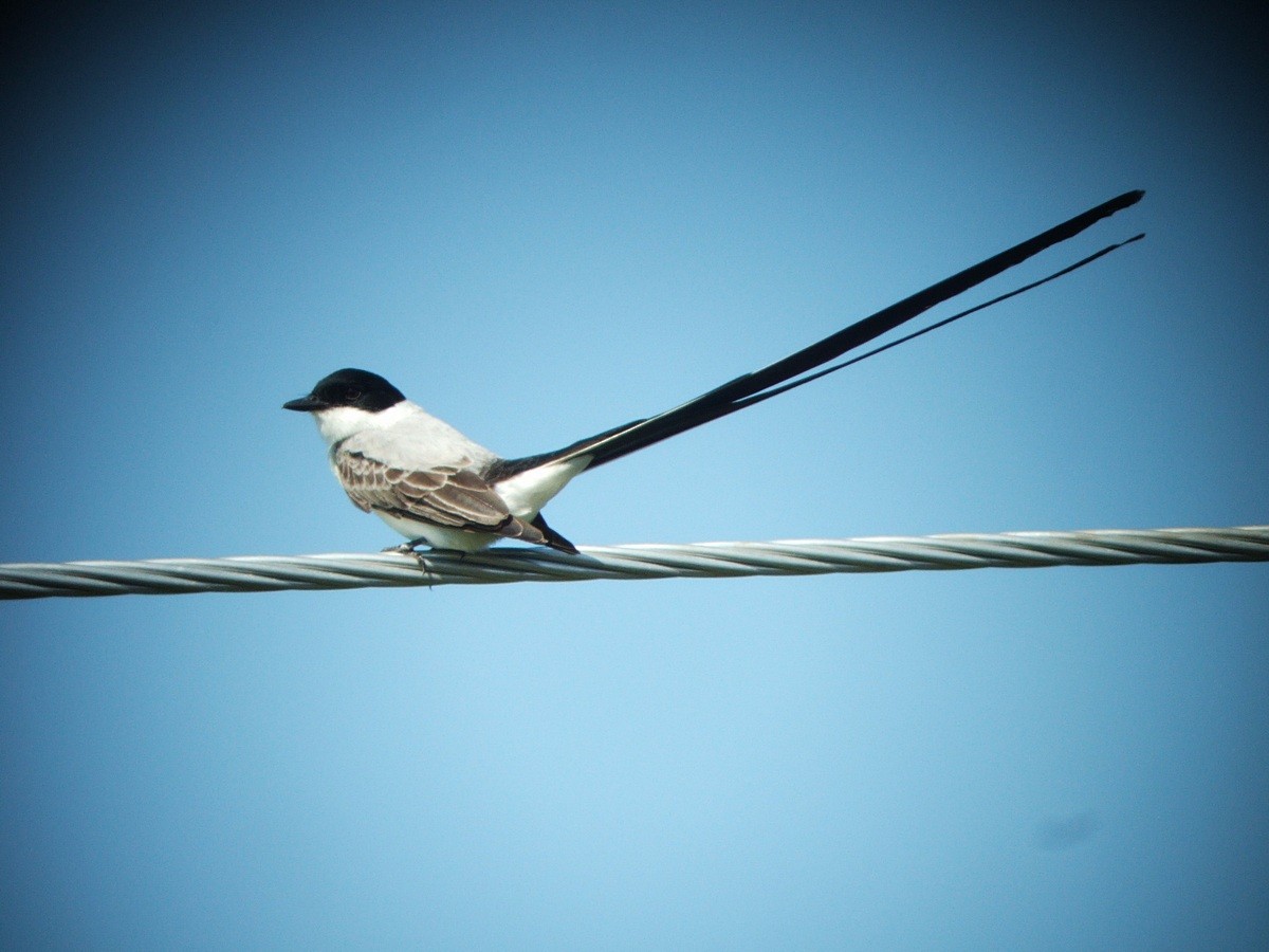 Fork-tailed Flycatcher (monachus) - ML381642581