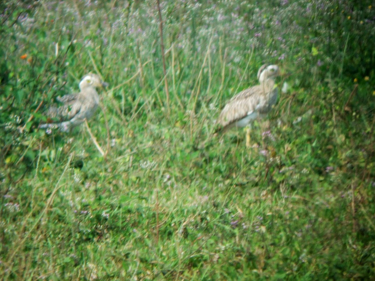 Double-striped Thick-knee - ML381642711