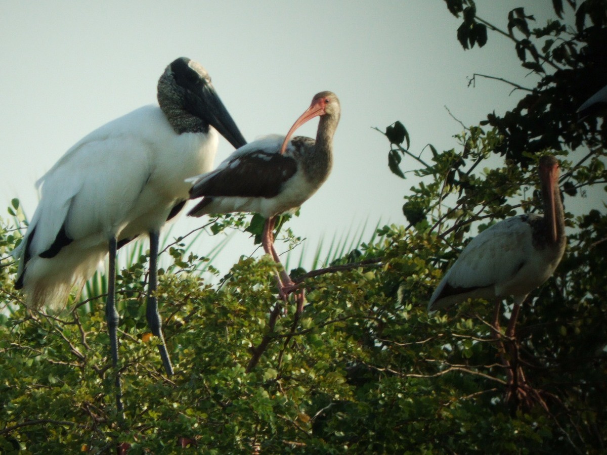 ibis bílý - ML381643051