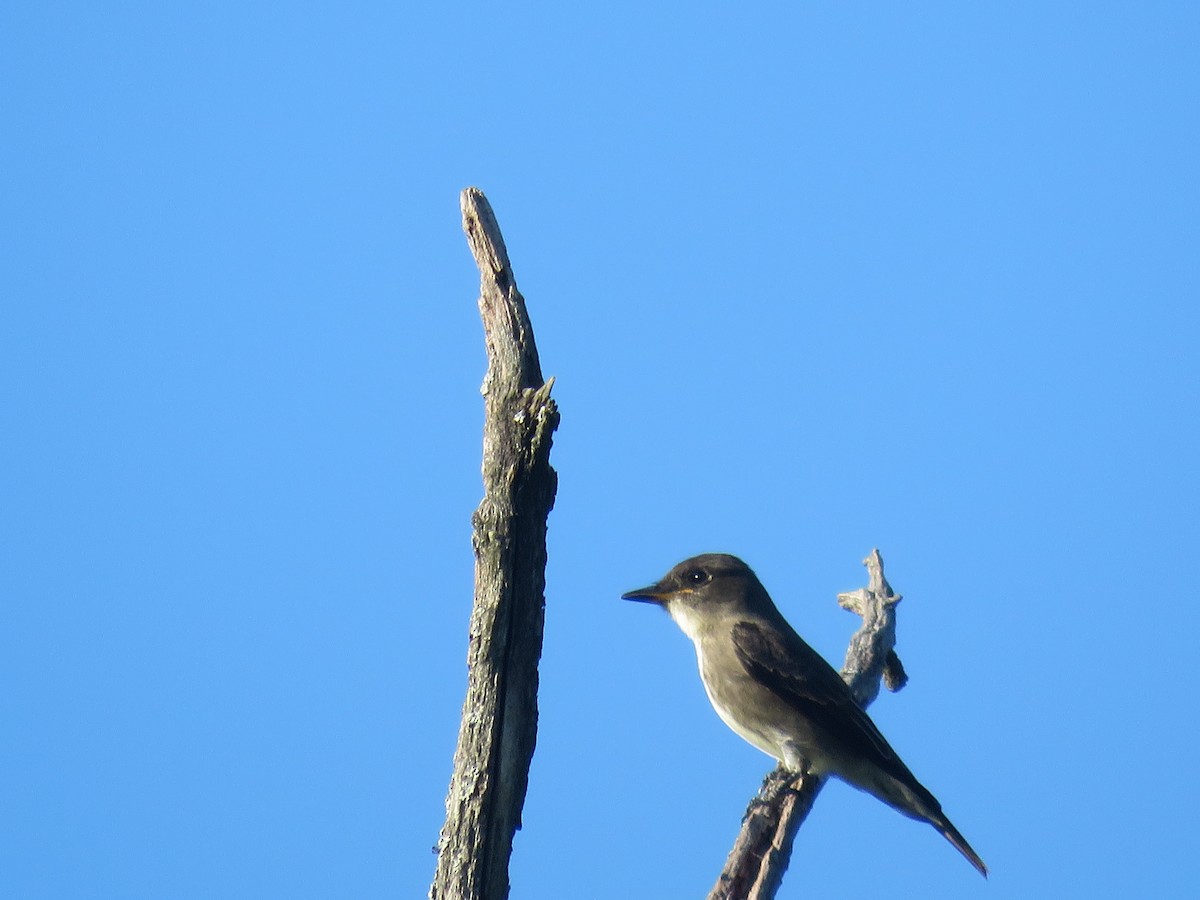 Olive-sided Flycatcher - ML381643191