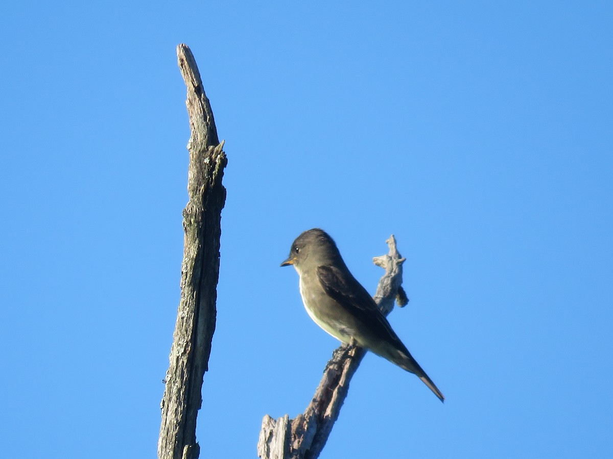 Olive-sided Flycatcher - ML381643211