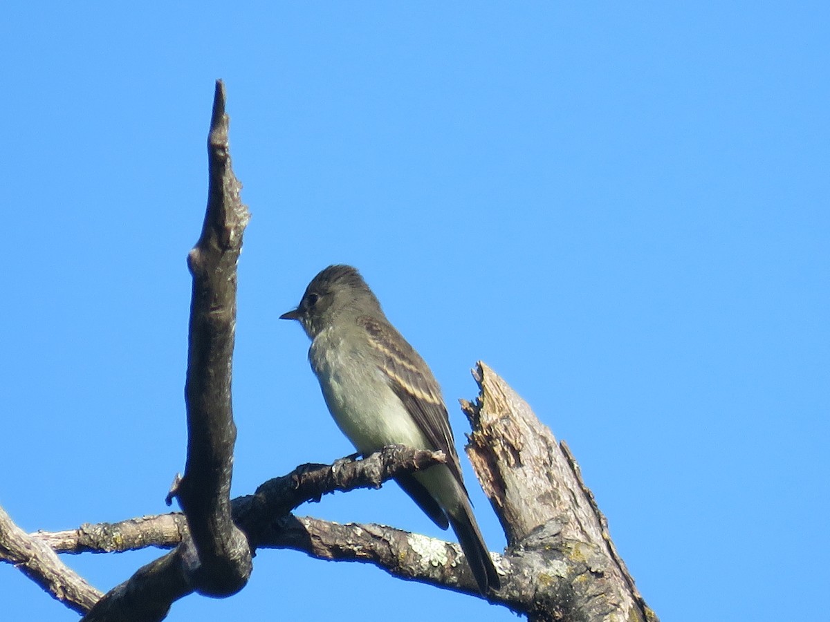 Eastern Wood-Pewee - ML381643451