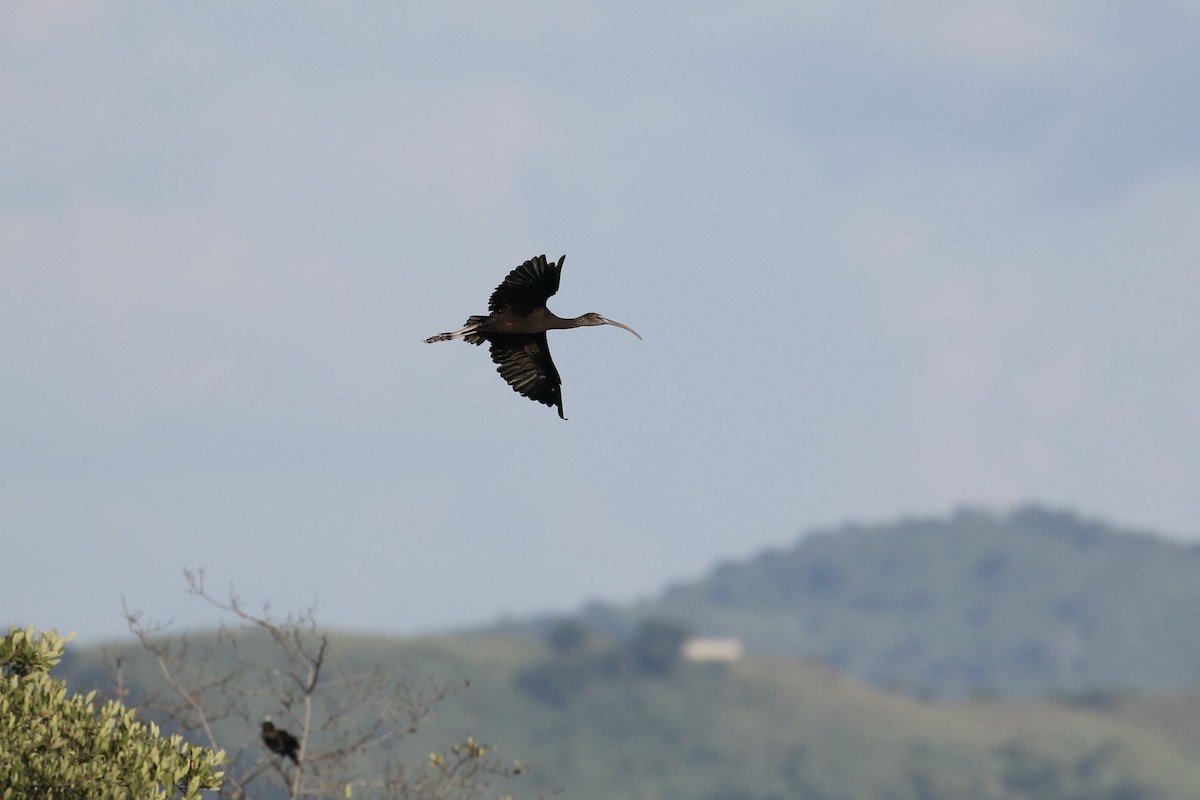 ibis hnědý - ML381643971