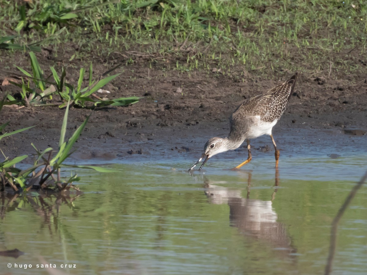 Greater Yellowlegs - ML381644271