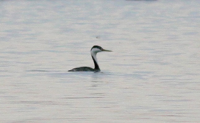 Western/Clark's Grebe - ML38164431