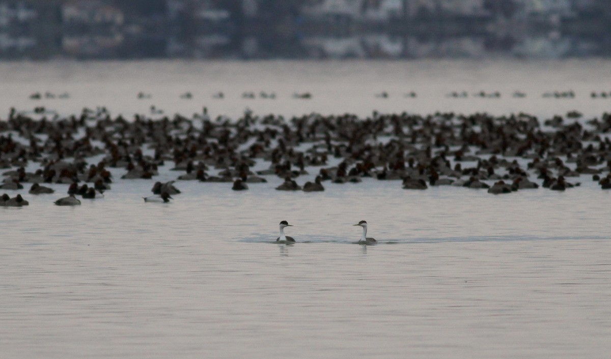 Western Grebe - Jay McGowan