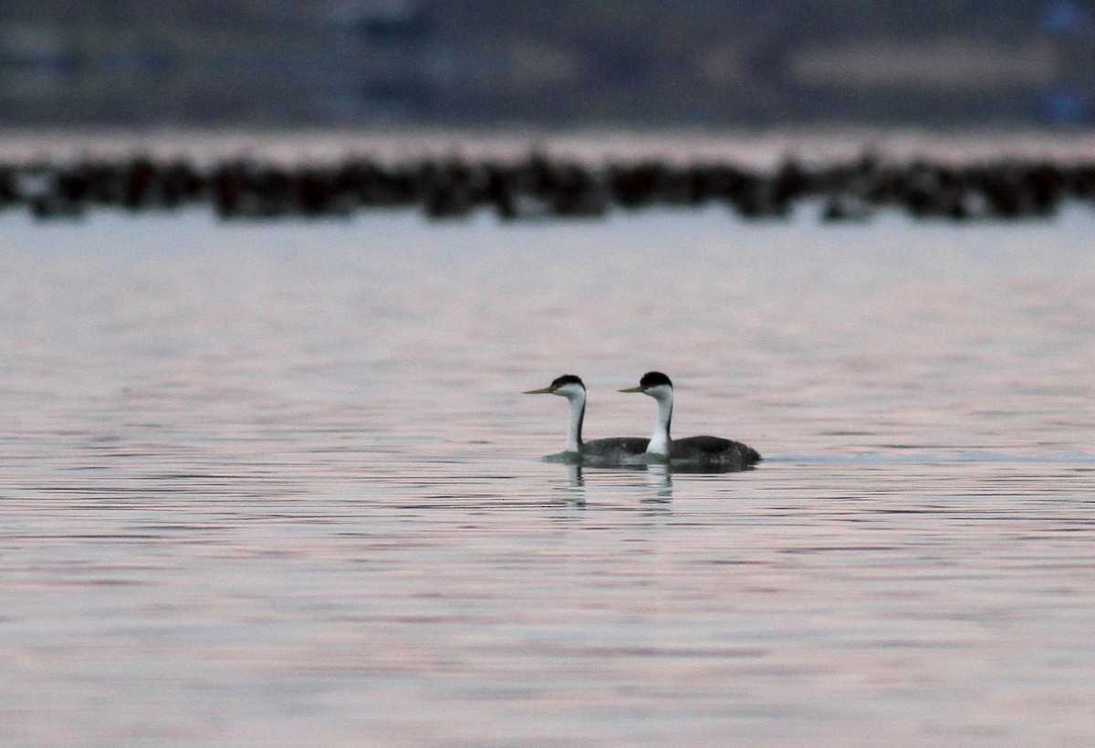 Western Grebe - ML38164541