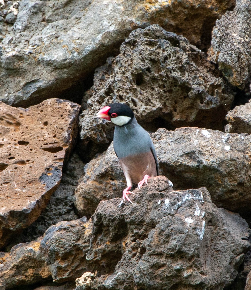 Java Sparrow - ML381646361