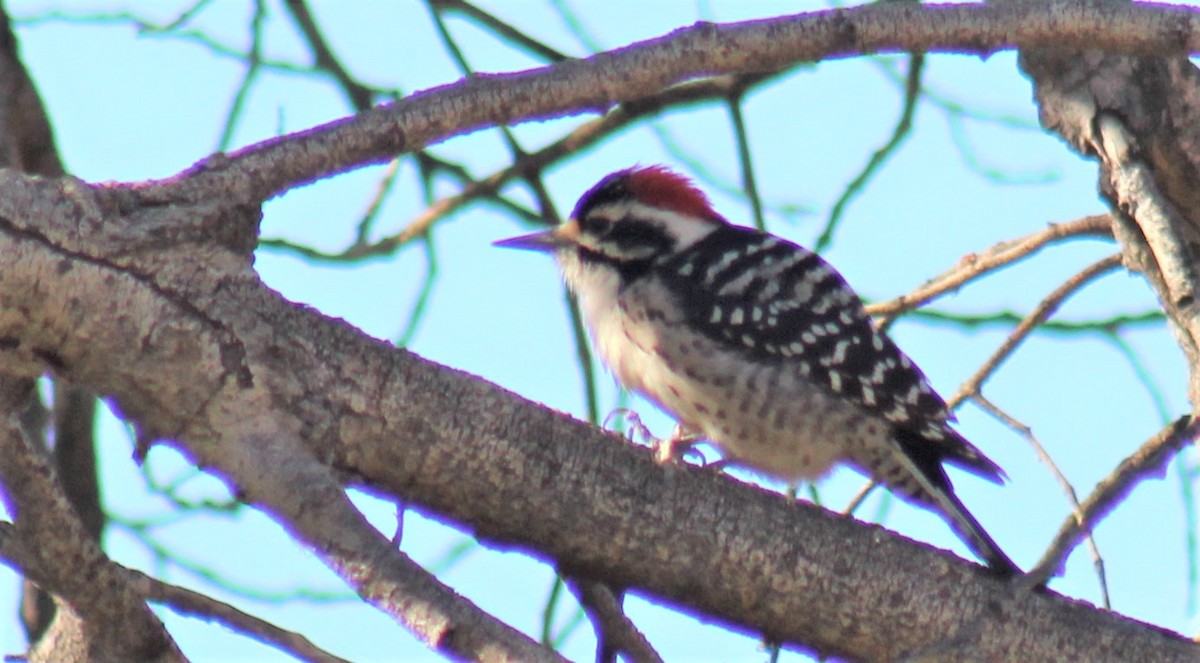 Nuttall's Woodpecker - Jon. Anderson