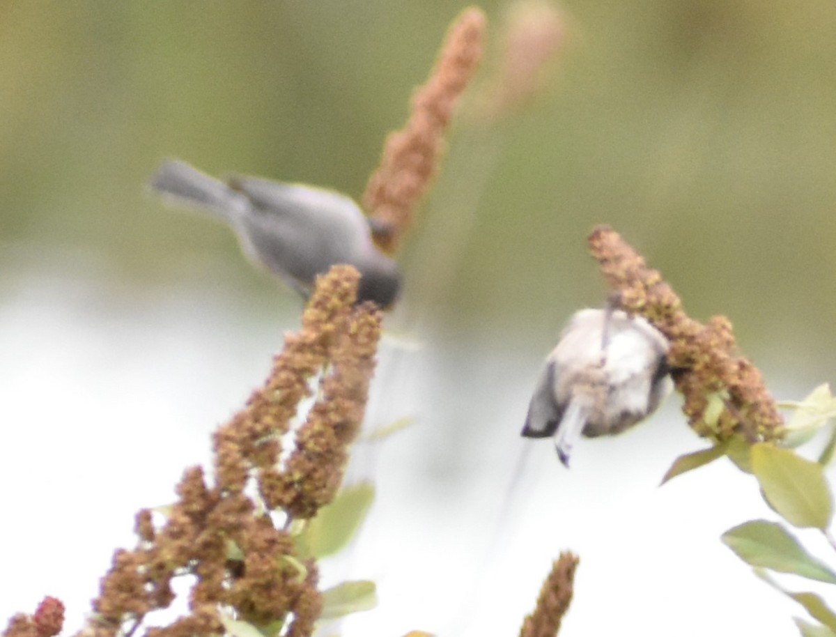 Bushtit - ML381646981