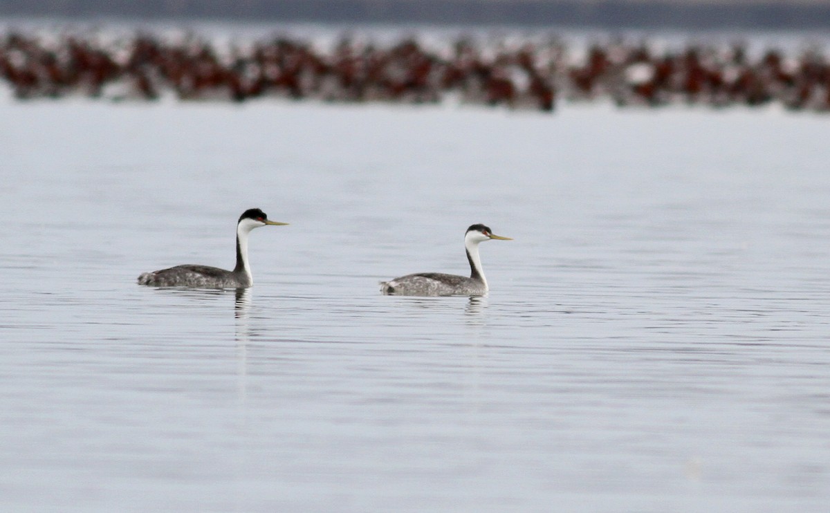 Western Grebe - ML38164781