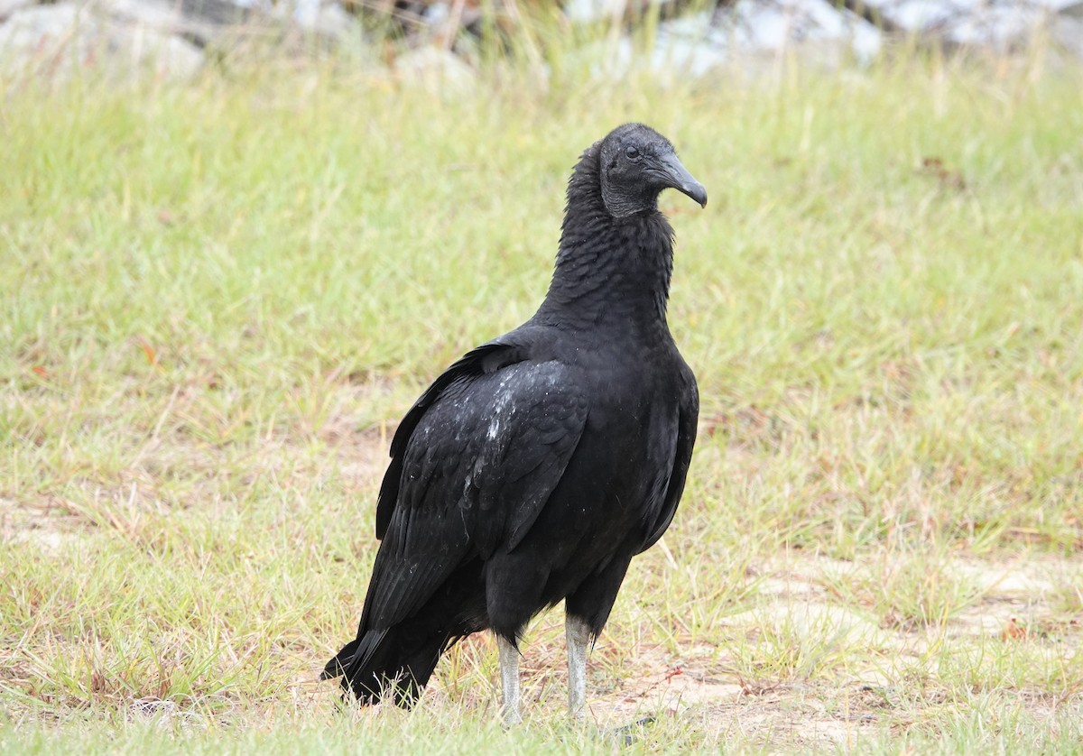 Black Vulture - ML381647901
