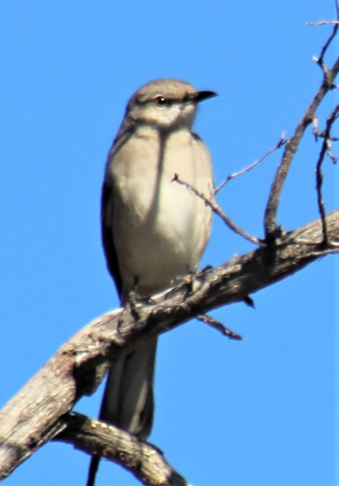 Northern Mockingbird - Jon. Anderson