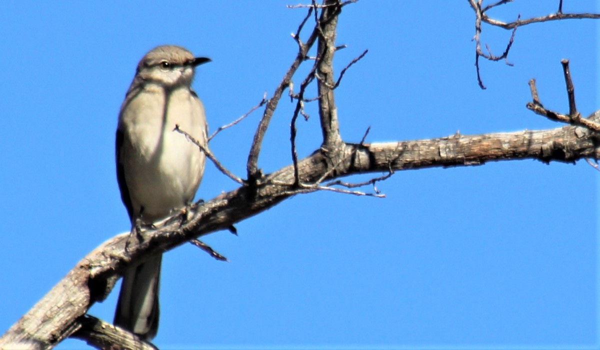 Northern Mockingbird - Jon. Anderson