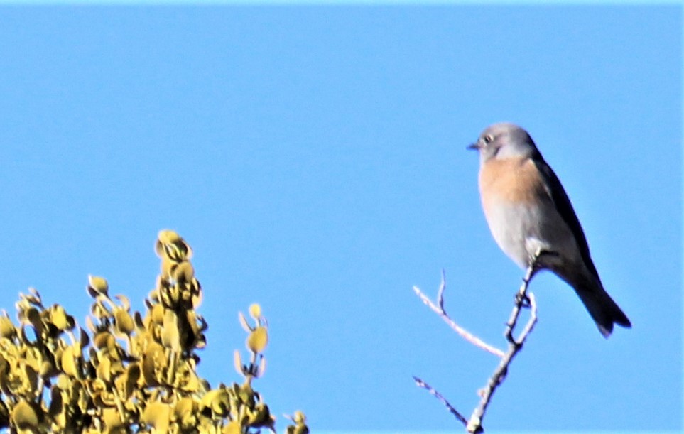 Western Bluebird - Jon. Anderson