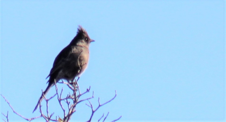 Phainopepla - Jon. Anderson