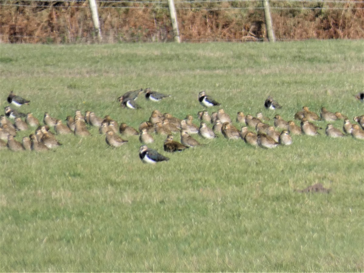 European Golden-Plover - Mike Tuer